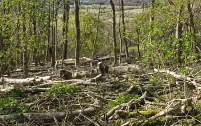 How to treat Ash Dieback